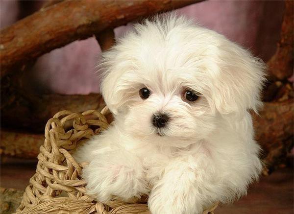 bichonmaltese2