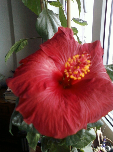 11 nov 2012-flori 005 - hibiscus -1