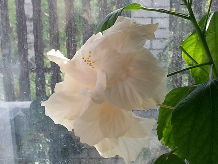 20121111_105059 - hibiscus