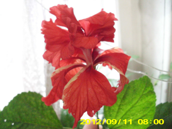 Picture 168 - hibiscus