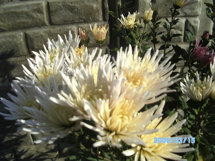 SANY0556 - flori de toamna