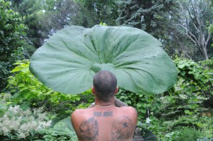 petasites japonicus - a- copaci si plante diverse pt Romania