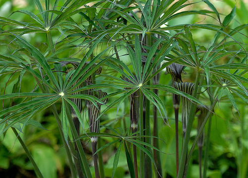 arisaema consanguineus - a- copaci si plante diverse pt Romania