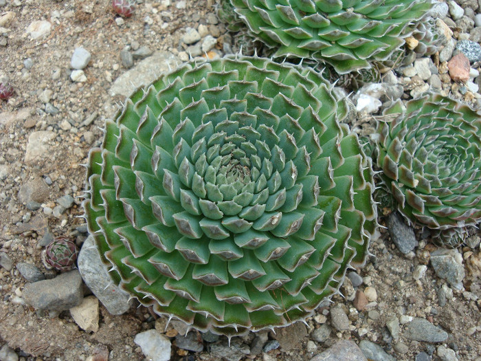 Orostachys spinosa (L.) Sweet 1830; Origine: Asia centrala și răsăriteană (Rusia, Mongolia, Coreea, China) -40°C
