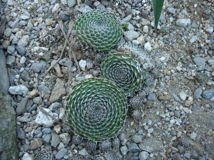 Orostachys spinosa      (L.) Sweet 1830; Origine: Asia centrala și răsăriteană (Rusia, Mongolia, Coreea, China) -40°C
