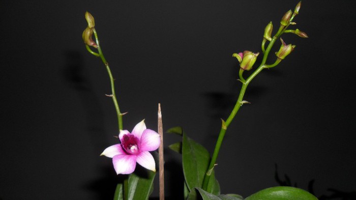 a inflorit dendro - Dendrobium phalaenopsis