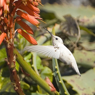 kolibri4