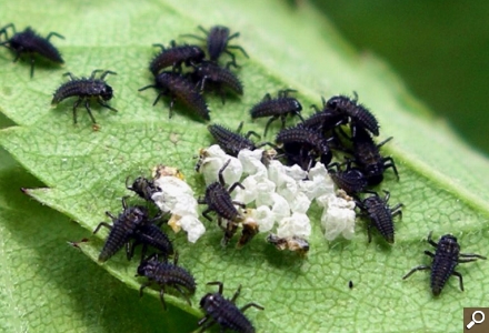 larve-de-buburuza; Larve de buburuza proaspat eclozionate. Sursa paradisverde.ro
