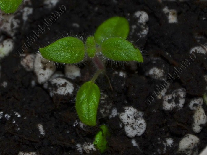 Kohleria 'Luci s Baby One' - KOHLERIA IV - Hibrizii mei - My hybrids