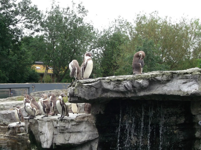 zoo 066 - Chester_Zoo_Anglia