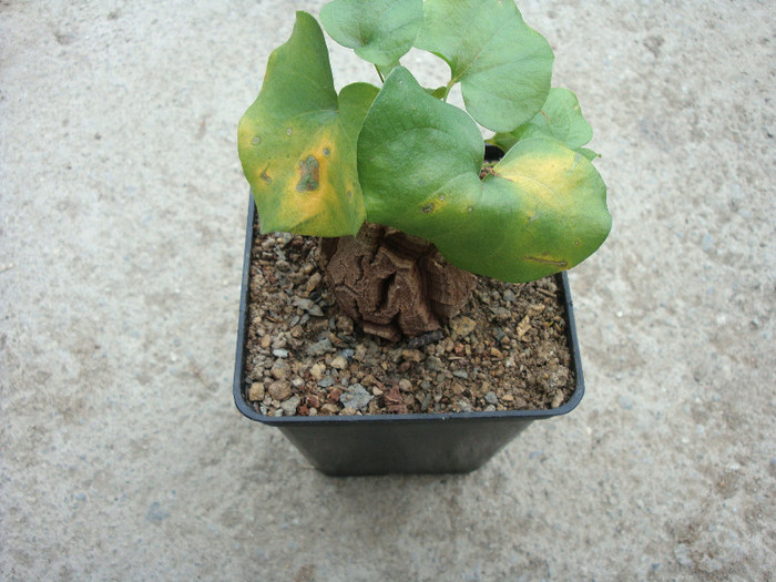 Dioscorea elephantipes (LHér.) Engl.1908; Origine: Africa de Sud (districtul Clanwilliam din Western Cape şi Graaf-Reinet, Willowmore şi districtele Uniondale ale Eastern Cape. (-4 ° C).
