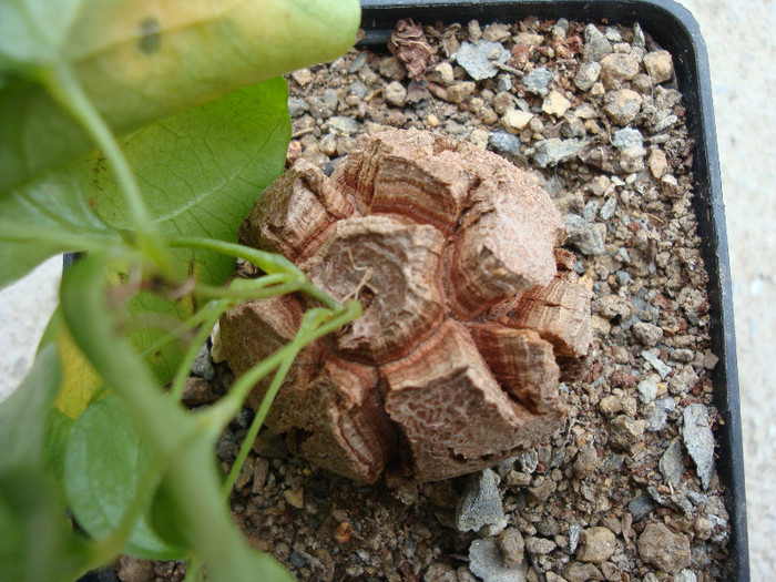 Dioscorea elephantipes (LHér.) Engl.1908; Origine: Africa de Sud (districtul Clanwilliam din Western Cape şi Graaf-Reinet, Willowmore şi districtele Uniondale ale Eastern Cape.) (-4 ° C).
