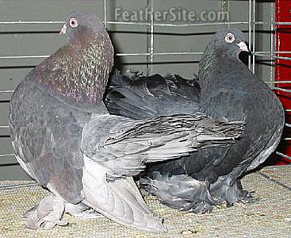 Kazan Tumbler Pigeon 3