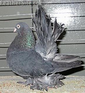 Kazan Tumbler Pigeon 4