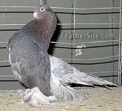 Kazan Tumbler Pigeon 5