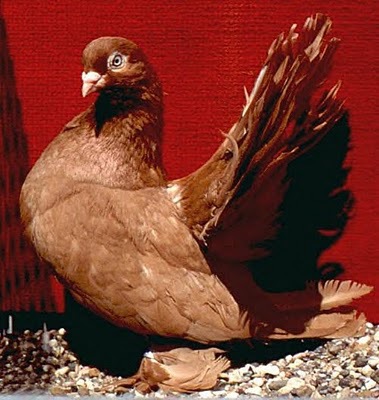 Kazan Tumbler Pigeon 7