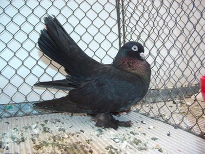 Kazan Tumbler Pigeon 11