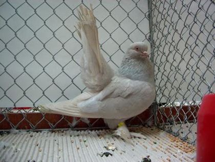 Kazan Tumbler Pigeon 13