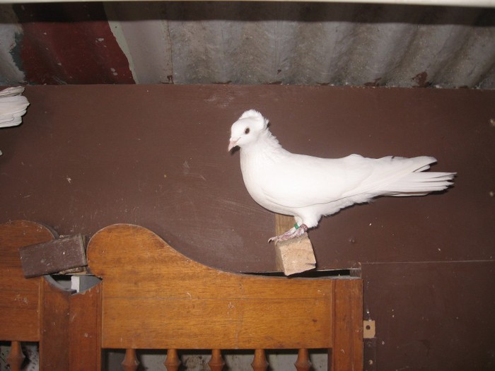 pigeons0015 - Zburatorii de Dancing