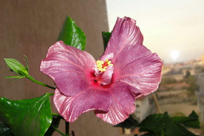 hibiscus Blue Toy