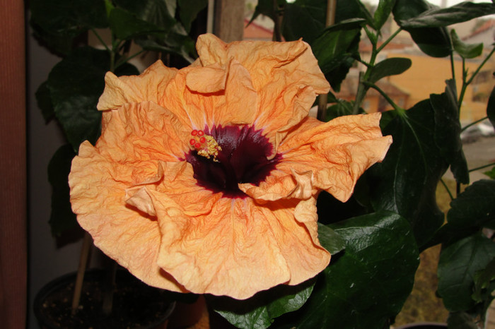 15.11.12 - B-hibiscus de la Gommer 2012