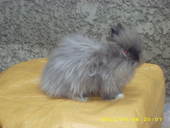 DSCI3218 - 4 ANGORA PITIC