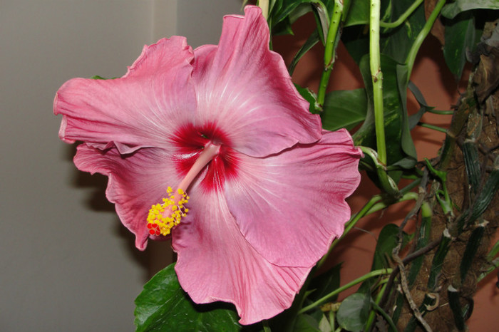 hibiscus Katlyn Jane - B-hibiscus de la Gommer 2012