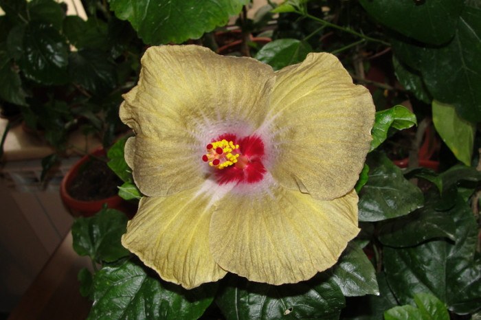 hibiscus Greenie Meanie