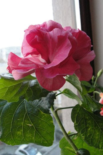 hibiscus  Linda Pearl