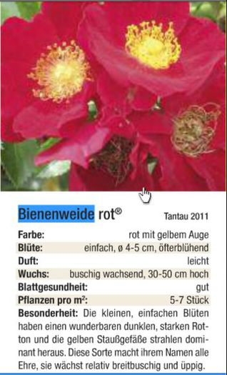 bienenveide_ROT