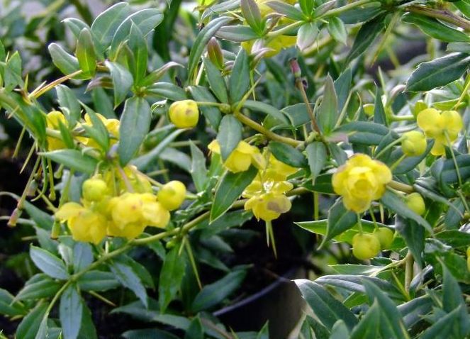 BERBERIS-FRIKARTII-TELSTAR - a- copaci si plante diverse pt Romania