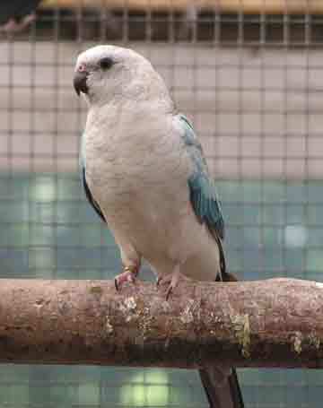 (5) BLUE-OPALINE-COCK