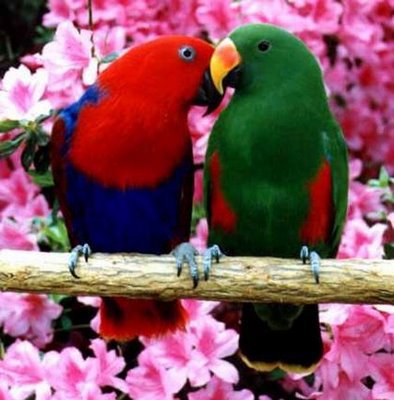 Eclectus parrots