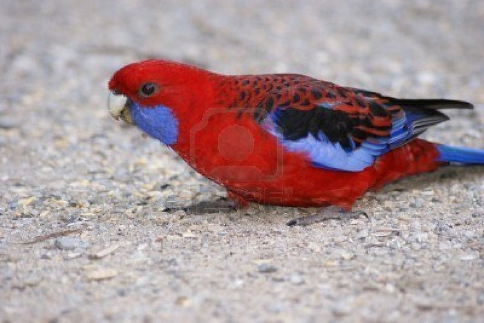 Rosella