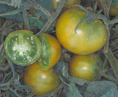 tomato lime green salad; Soi determinat,poate fi cultivat si in container deoarece nu creste mai inalt de 50 - 60cm.Foarte productiv.
