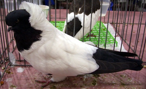 19913_nuns_fancy_pigeons_photo_3_big