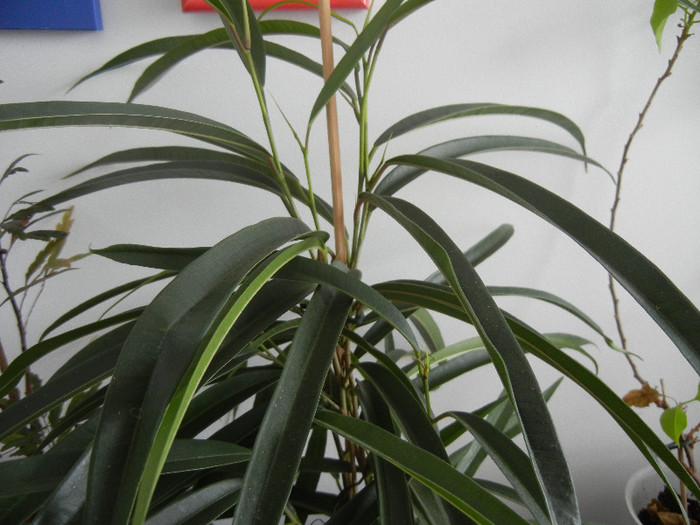 Ficus binnendiijkii Alii (2012, Dec.11)