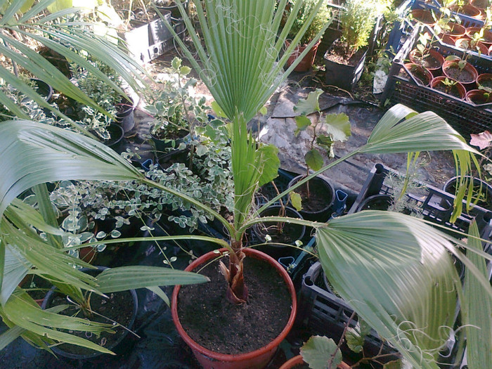 WASHINGTONIA FILIFERA colectie