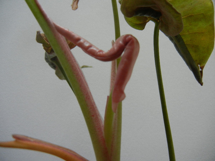 Pink Syngonium (2012, Dec.08)