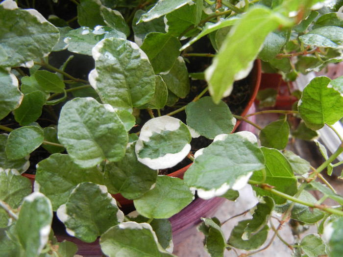 Ficus pumila White Sunny (2012, Dec.10)