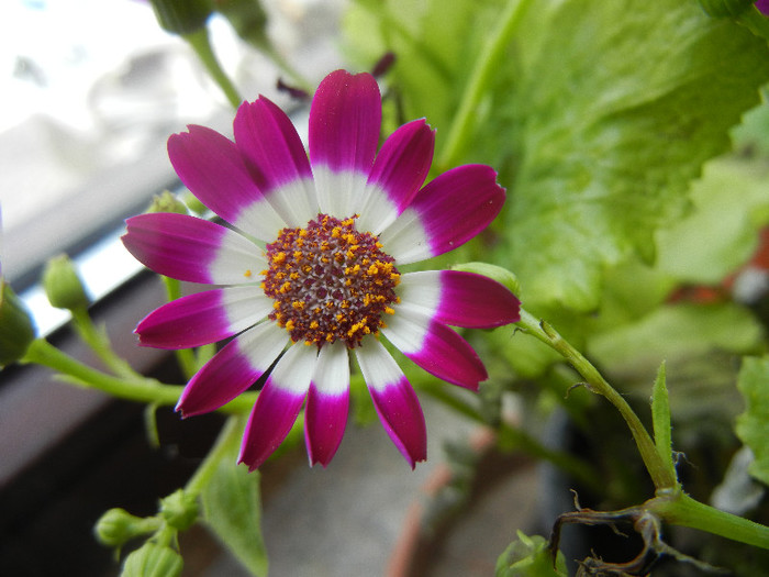 Pericallis x hybrida Fucshia (`12, Dec.15)