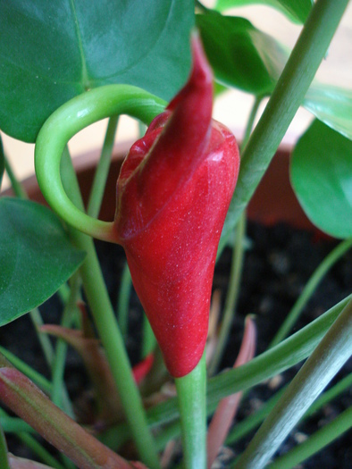 Red Boy Flower (2010, May 17) - Anthurium Red