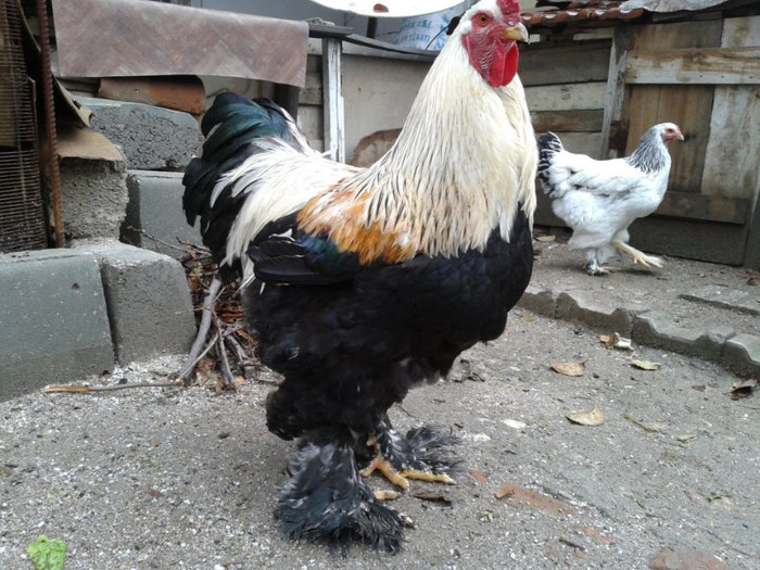 brahma turk