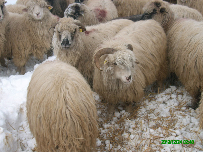 Oile turcane din ferma. - 6 Turcane Tigai Merinos si miei F1 cu Dorper