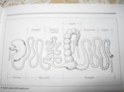 desc%u0103rcare (6) - G-Anatomie iepure