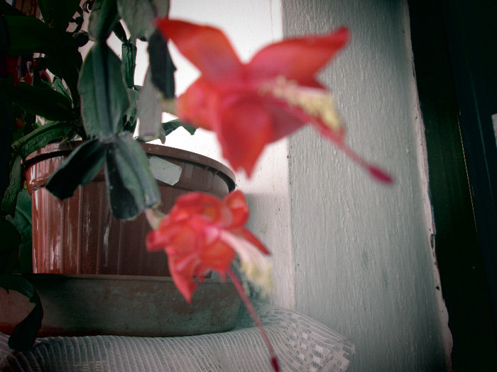 schlumbergera - flori de decembrie 2012