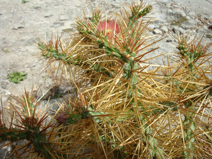 Cylindropuntia molesta (Brandegee) F.M.Knuth 1935