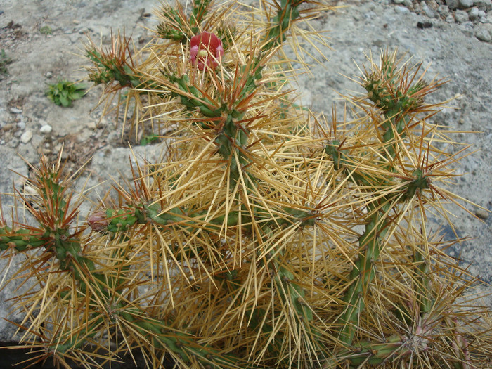 Cylindropuntia molesta (Brandegee) F.M.Knuth 1935