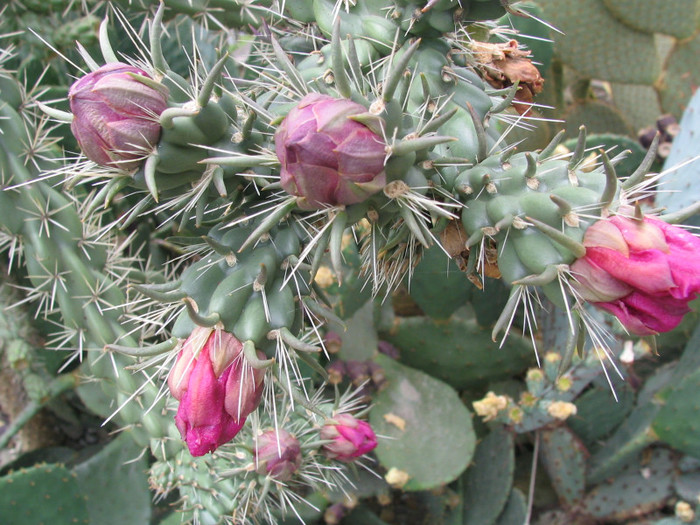 Cylindropuntia imbricata var. arborescens (George Engelmann) Zimmerman 2004 - Genul Cylindropuntia