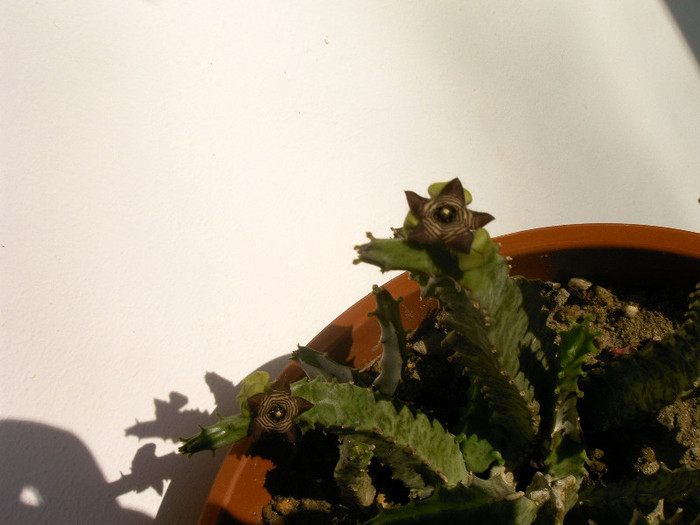 Caralluma europaea - Cactusi -suculente